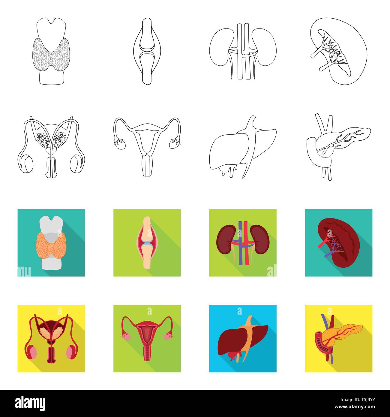 Male reproductive system diagram Stock Vector Images - Alamy