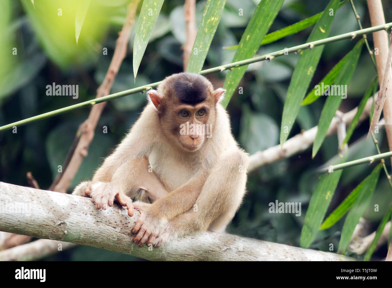 Malaysia, Borneo, Sepilok Orangutan Rehabilitation Centre, young Northern pig-tailed macaque on tree trunk Stock Photo