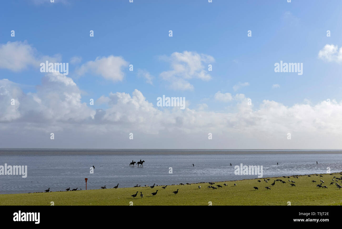 Germany, Lower Saxony, North Sea,     Hamburg Wadden Sea National Park, Neuwerk, low tide, mudflat, riders Stock Photo