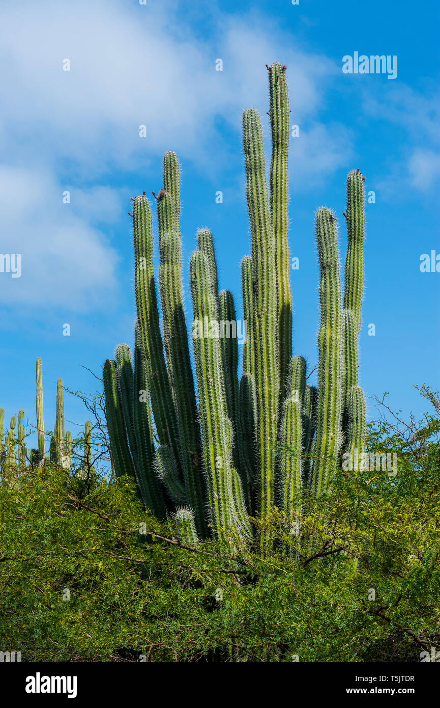 Aruba cactus hires stock photography and images Alamy