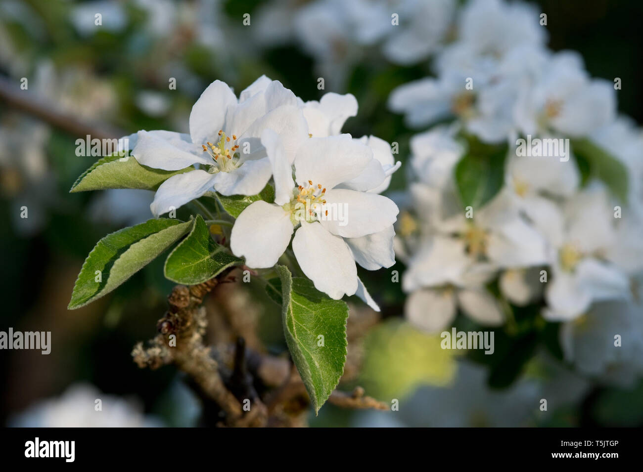 Apple blossoms, close-up Stock Photo