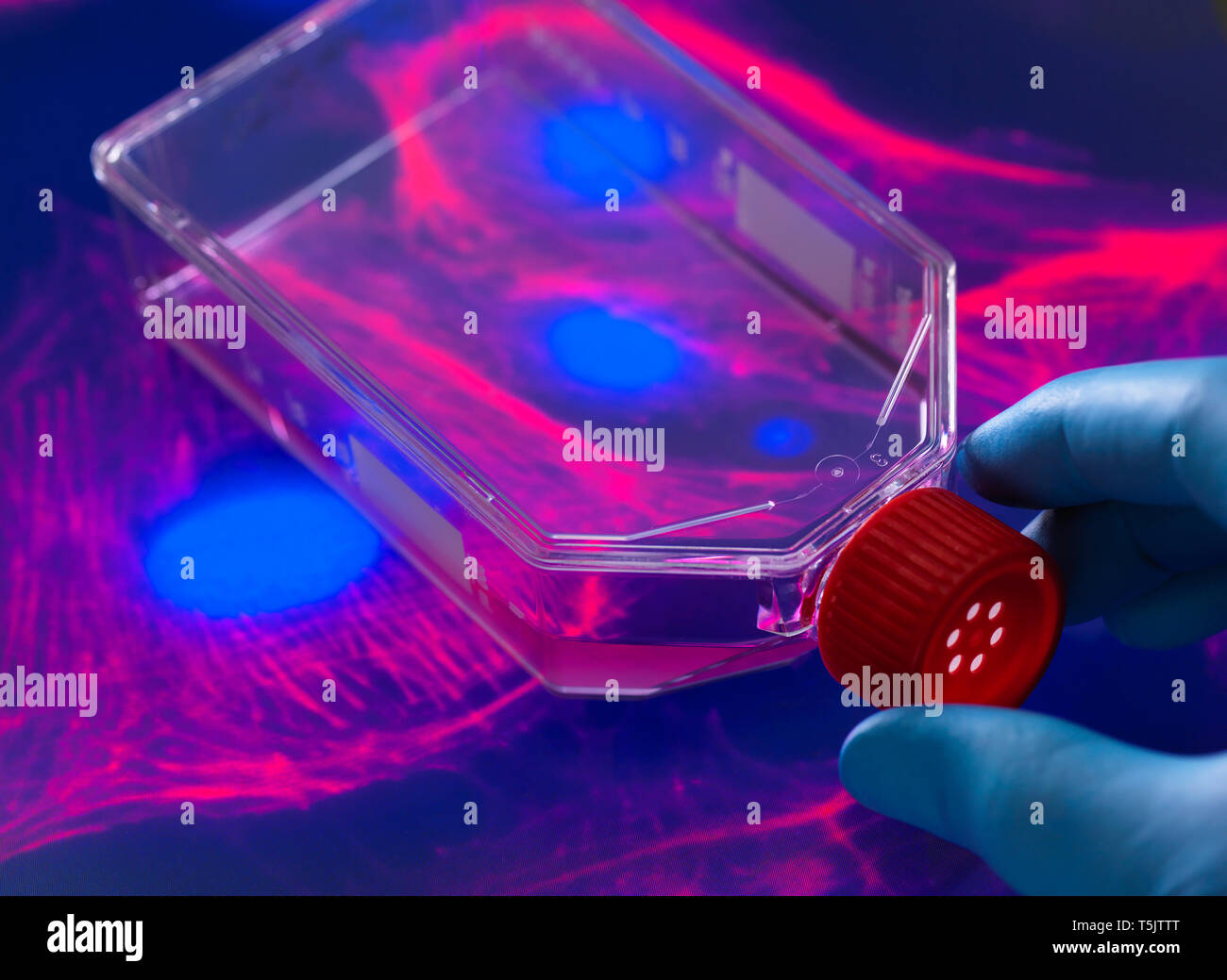 Cell biologist viewing stem cells cultivated red growth medium in a culture jar with the microscope image of the cell structure in the background Stock Photo