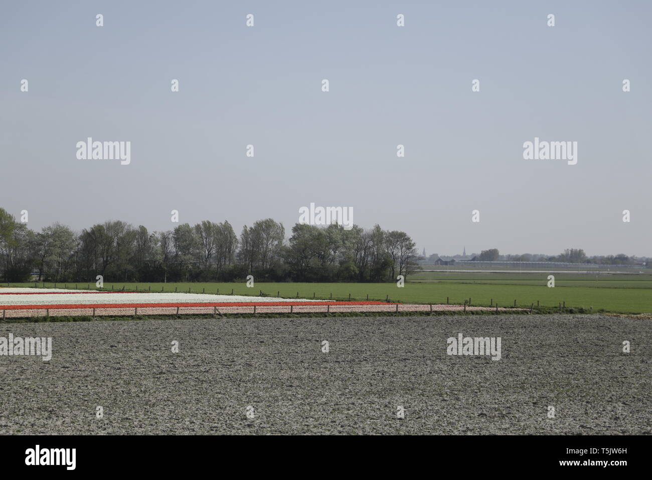 Colorful tulip fields in North Holland, the Netherlands Stock Photo - Alamy