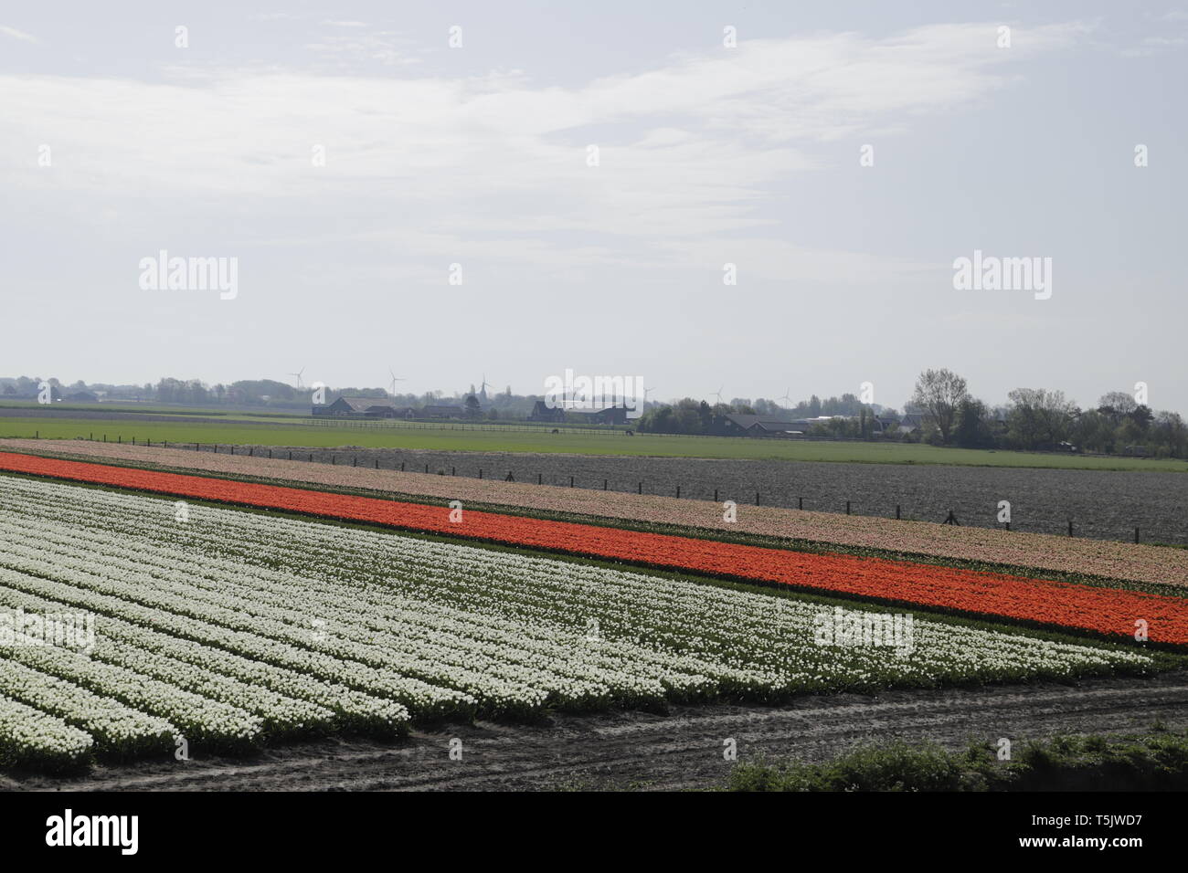 Colorful tulip fields in North Holland, the Netherlands Stock Photo - Alamy
