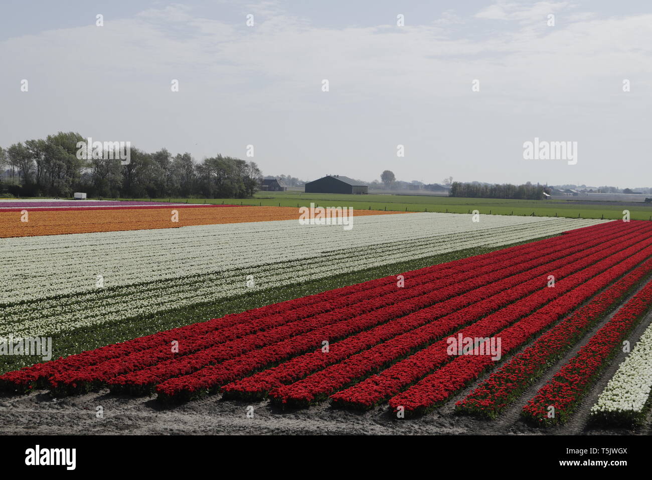 Colorful tulip fields in North Holland, the Netherlands Stock Photo - Alamy