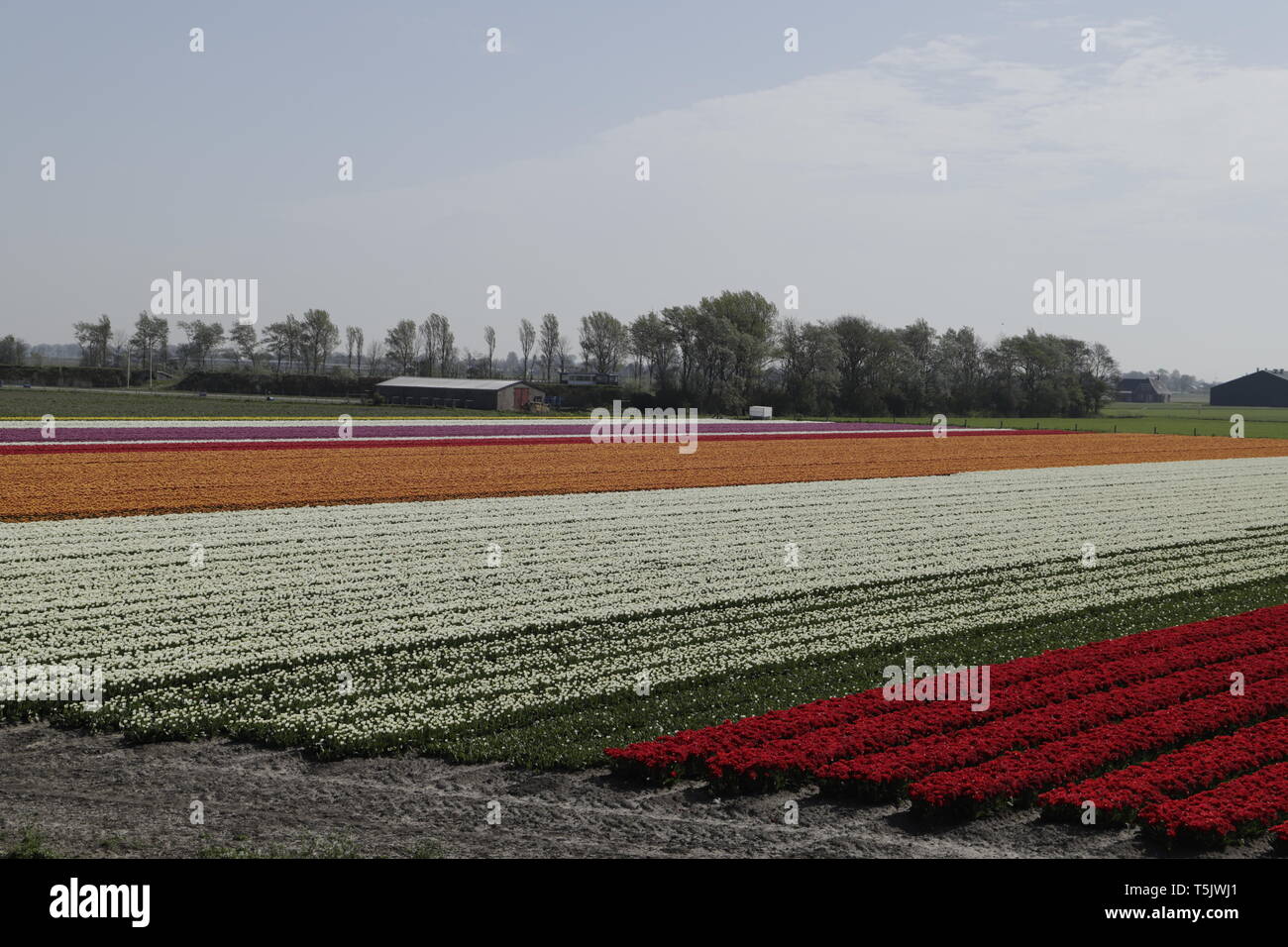 Colorful tulip fields in North Holland, the Netherlands Stock Photo - Alamy