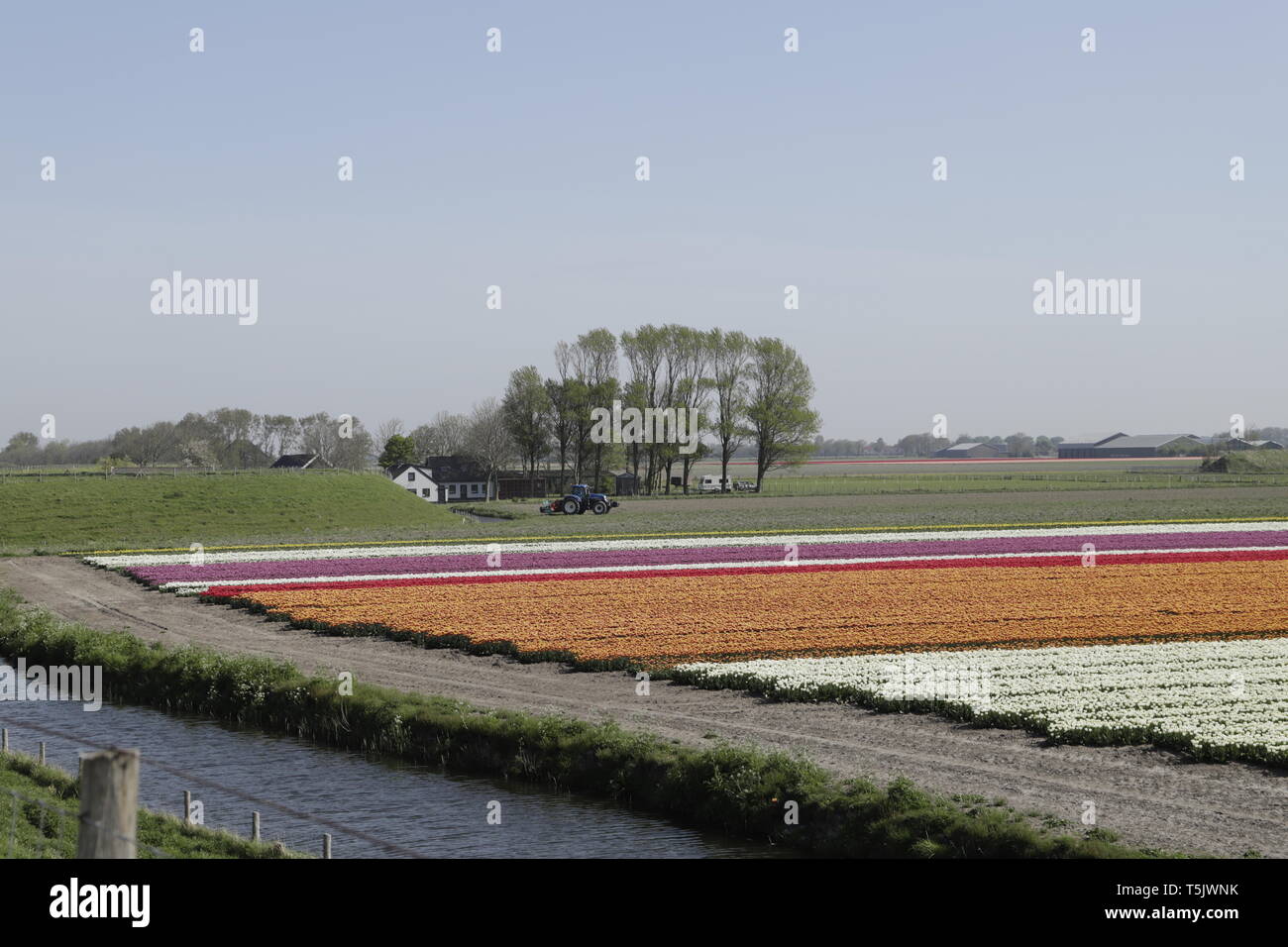 Colorful tulip fields in North Holland, the Netherlands Stock Photo - Alamy