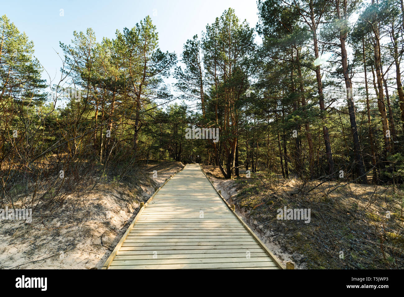 New wooden road leading from the beach of Baltic Sea gulf with white sand to the dune forest with pine trees Stock Photo