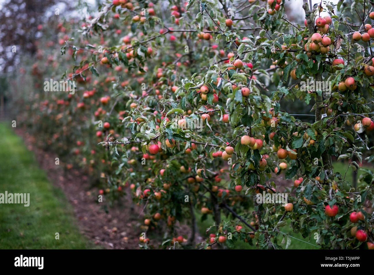 Apple trees in an organic orchard garden in autumn, red fruits ready