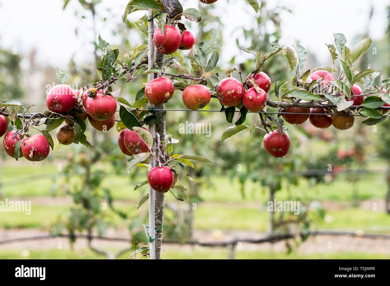 Apple trees in an organic orchard garden in autumn, red fruits ready