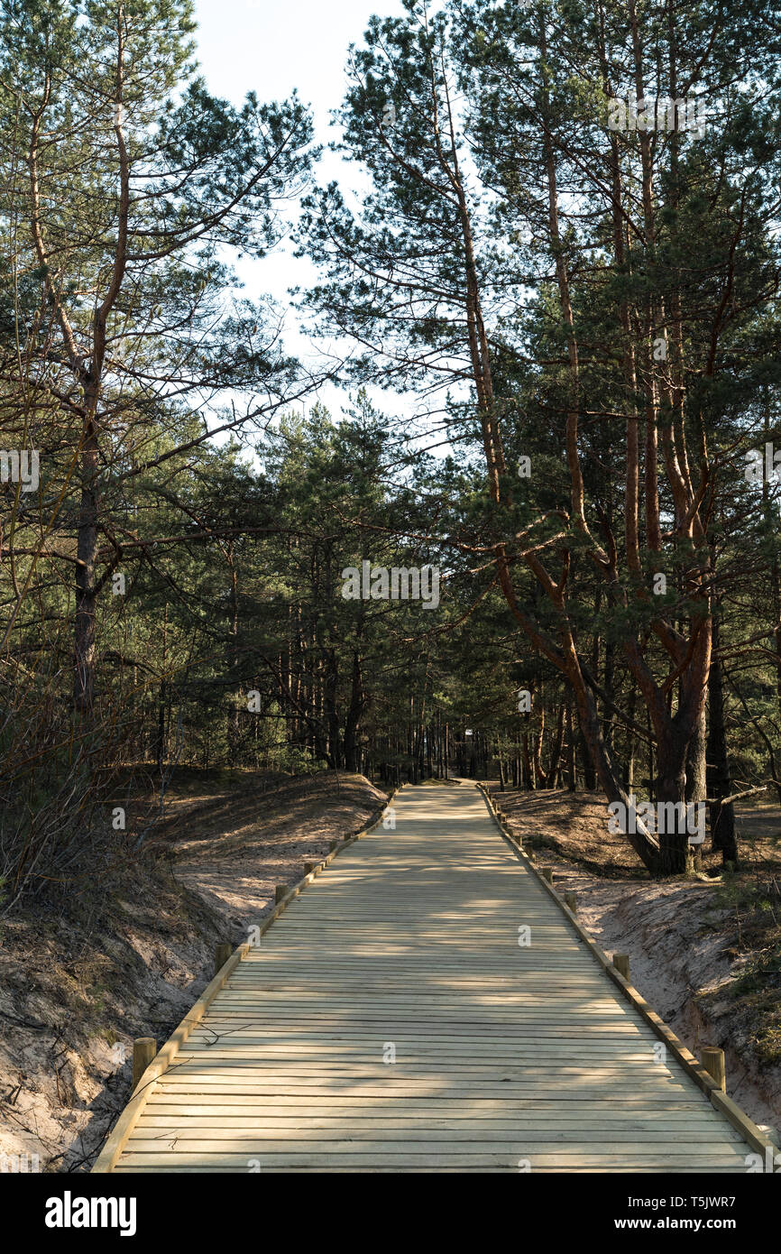 New wooden road leading from the beach of Baltic Sea gulf with white sand to the dune forest with pine trees Stock Photo