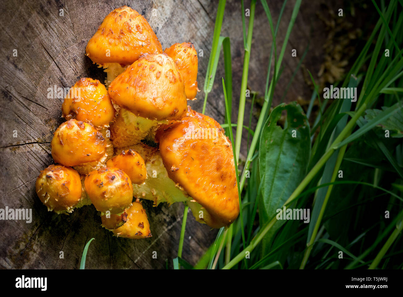 Golden Scalycap Musrooms growing on a felled tree stump at Sywell Country Park, Northamptonshire England UK Stock Photo