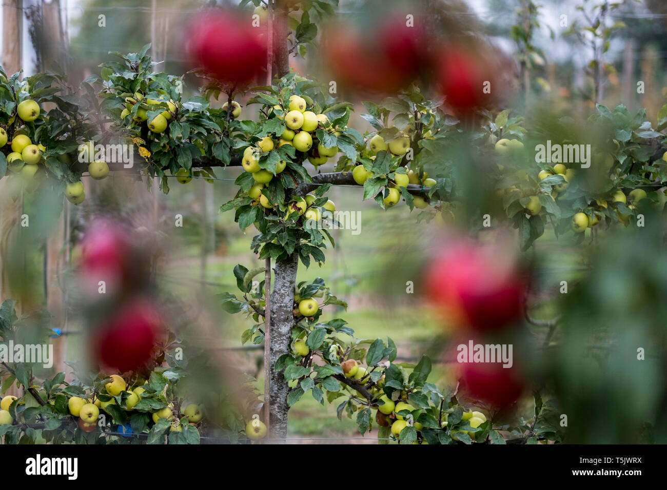 Apple trees in an organic orchard garden in autumn, red fruits ready