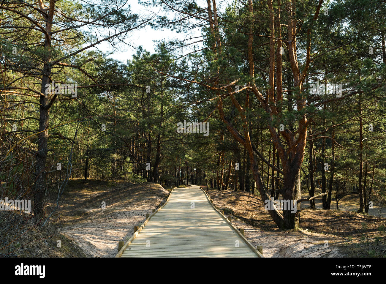 New wooden road leading from the beach of Baltic Sea gulf with white sand to the dune forest with pine trees Stock Photo