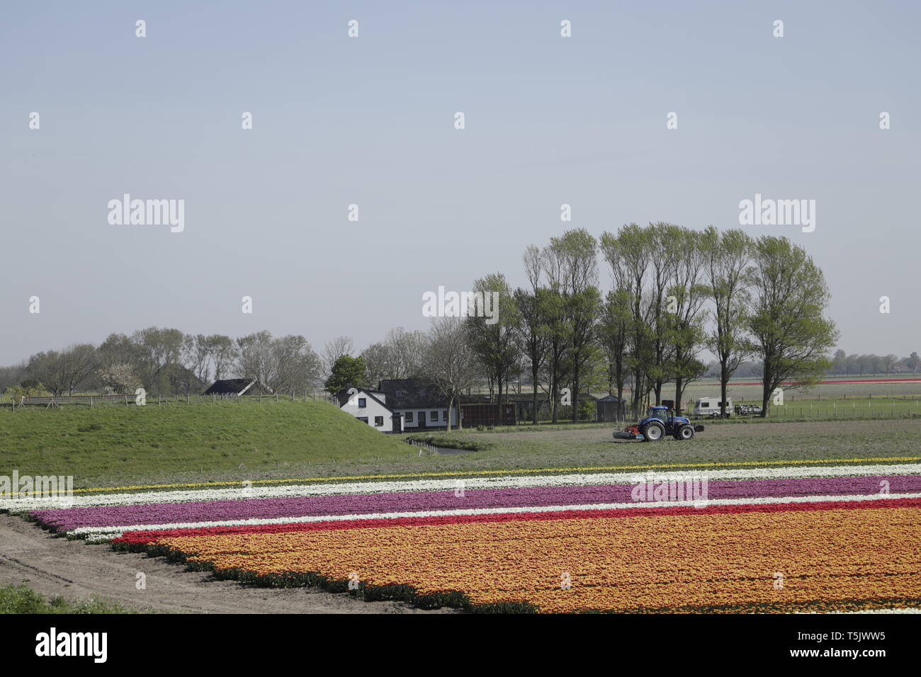 Colorful tulip fields in North Holland, the Netherlands Stock Photo - Alamy