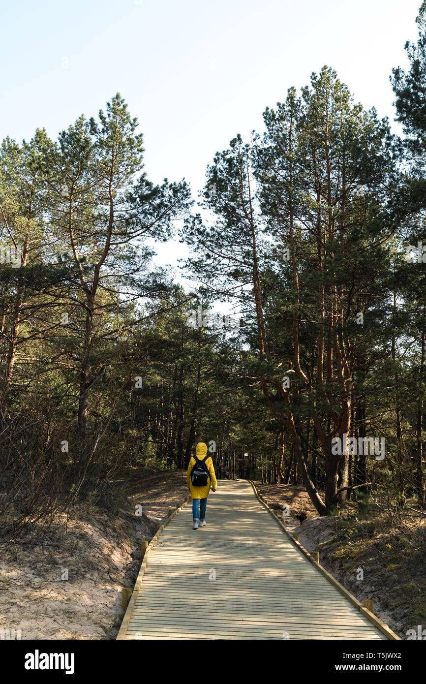 New wooden road leading from the beach of Baltic Sea gulf with white sand to the dune forest with pine trees Stock Photo