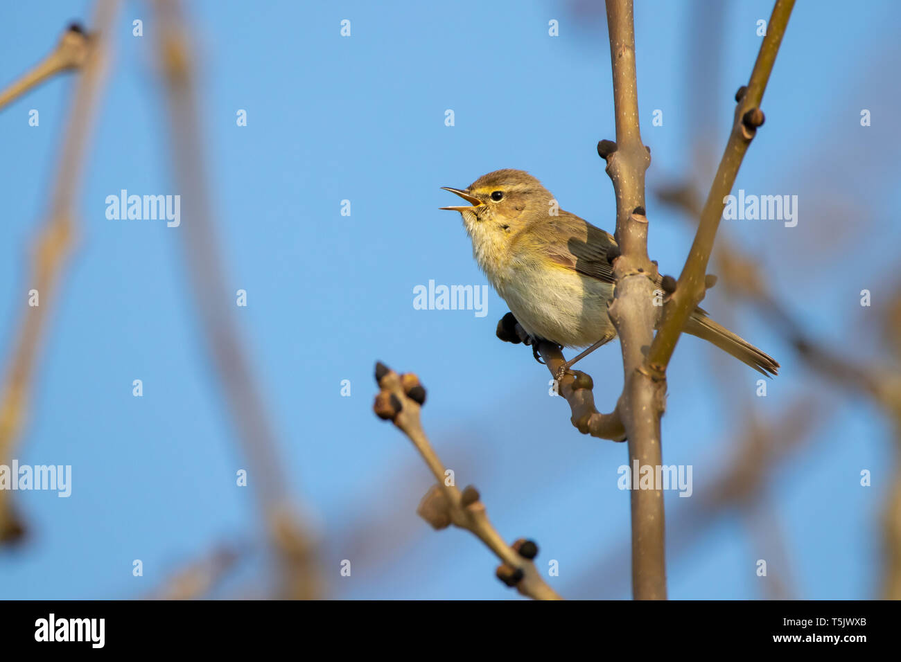 Singing willow warbler (Phylloscopus trochilus) at Summer Leys Nature Reserve Northamptonshire Stock Photo