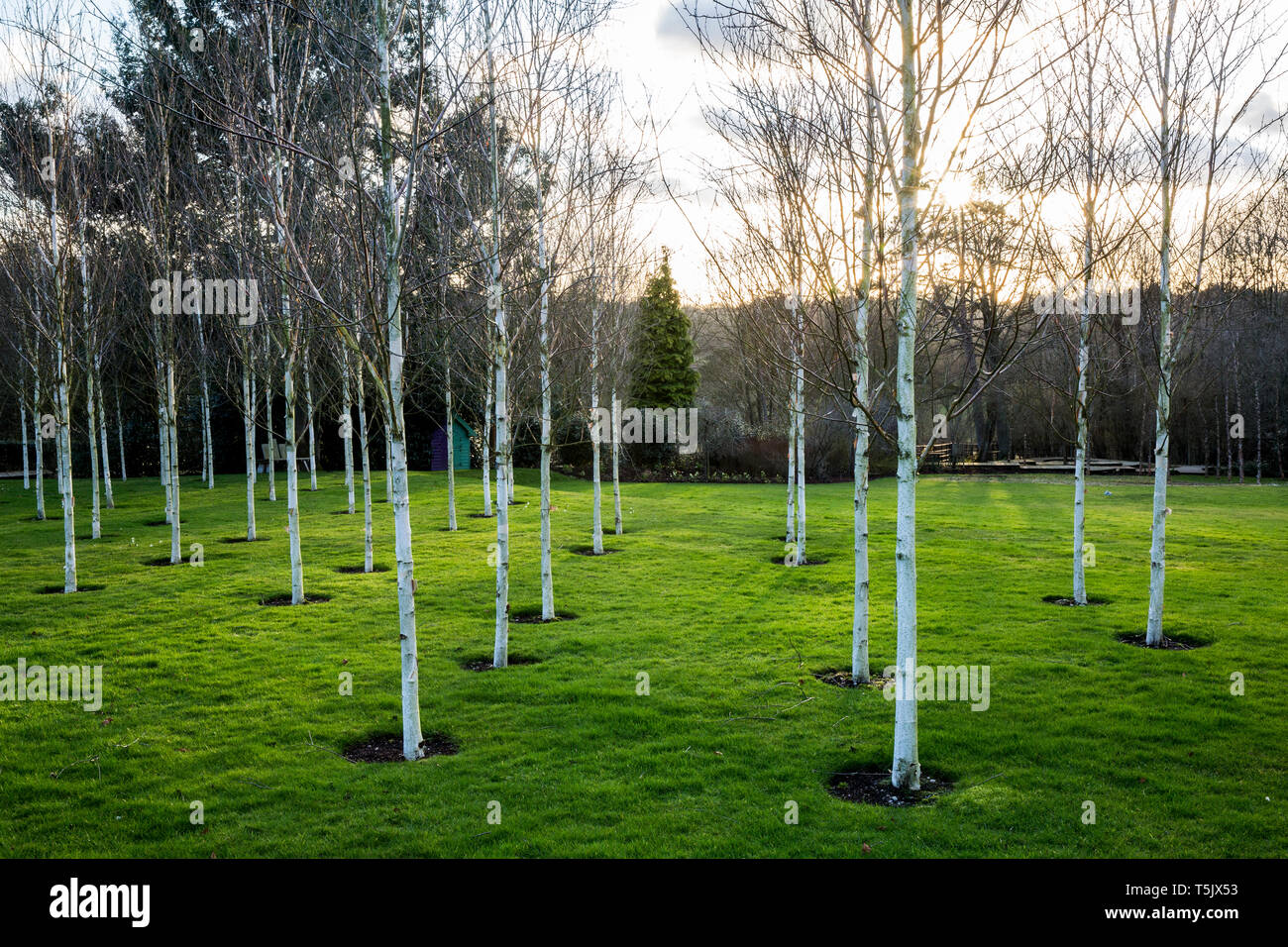 A garden in winter, white birch trees with pale trunks in grass. Stock Photo