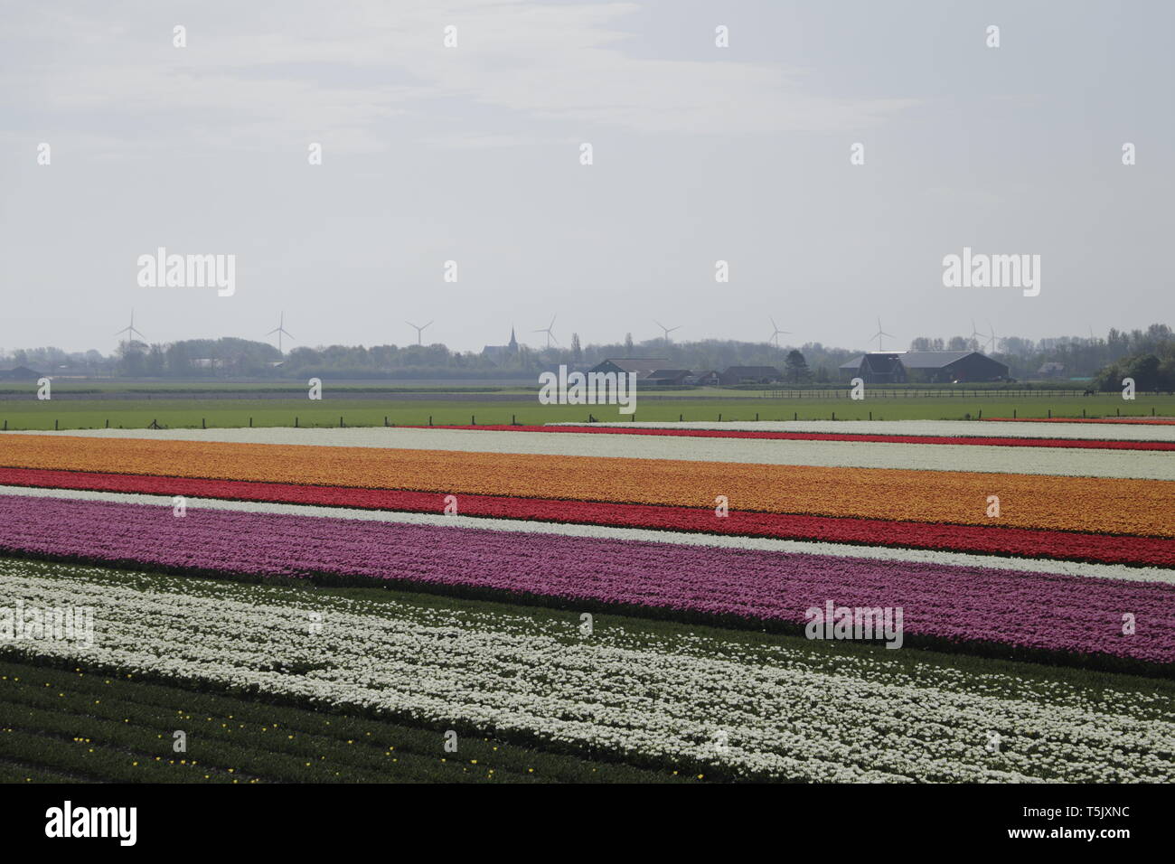 Colorful tulip fields in North Holland, the Netherlands Stock Photo - Alamy
