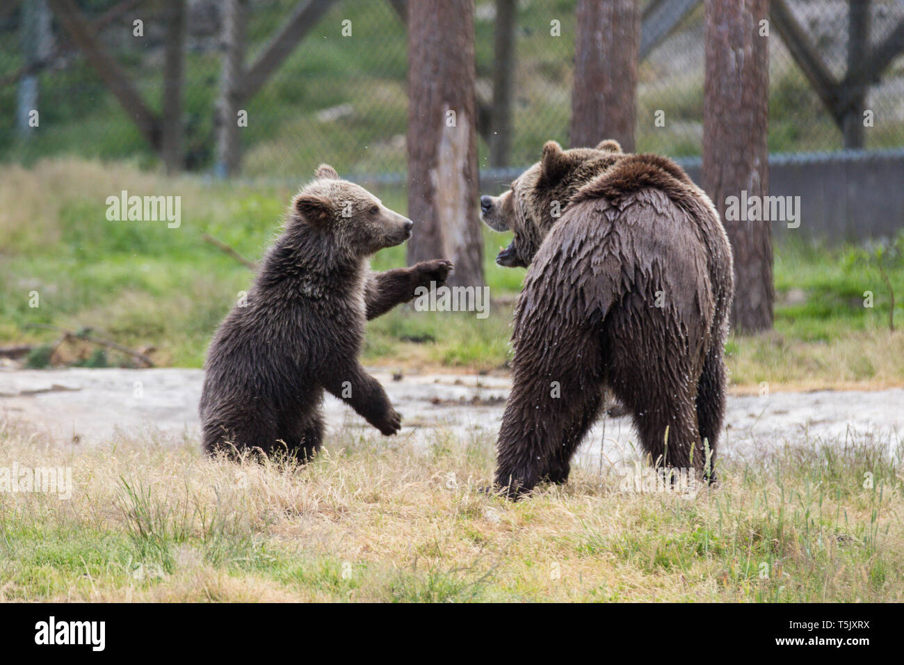Cute family of brown bear mother bear and its baby cub playing in the ...