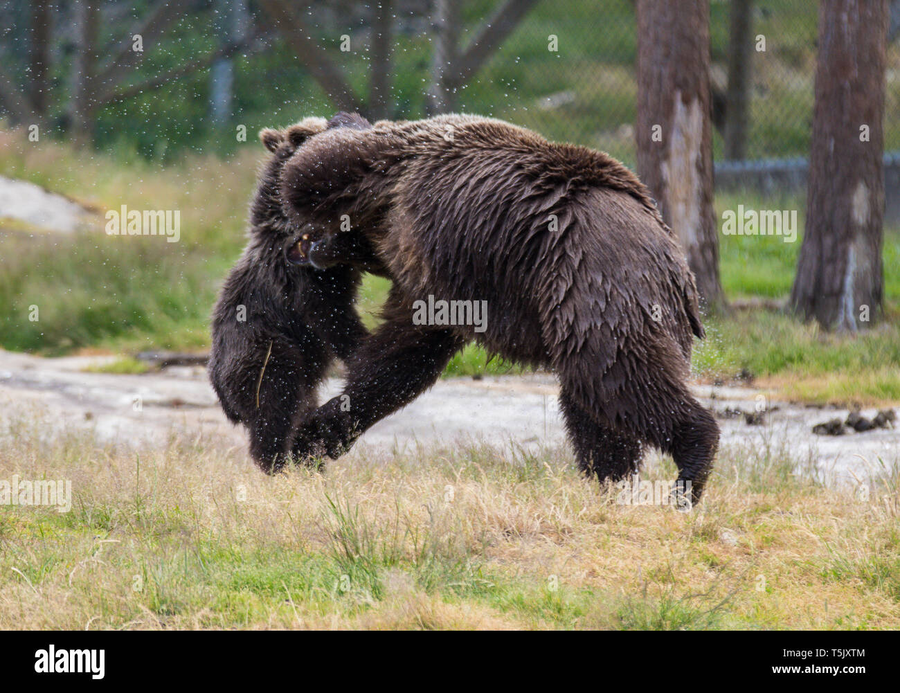 Cute family of brown bear mother bear and its baby cub playing in the ...