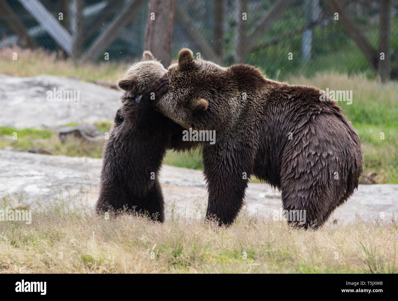 Cute family of brown bear mother bear and its baby cub playing in the ...