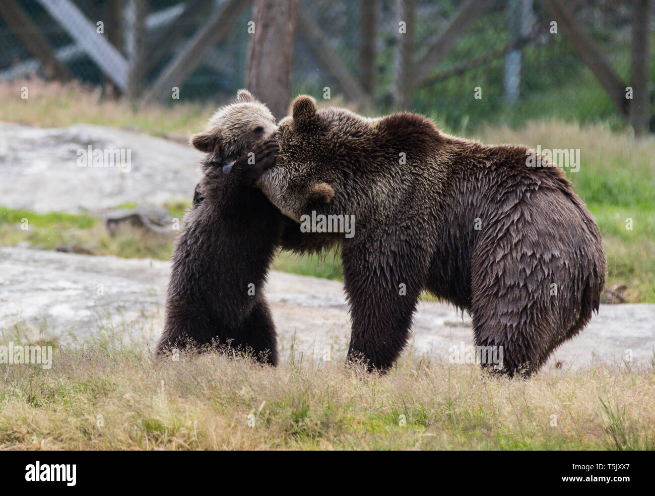 Cute family of brown bear mother bear and its baby cub playing in the ...
