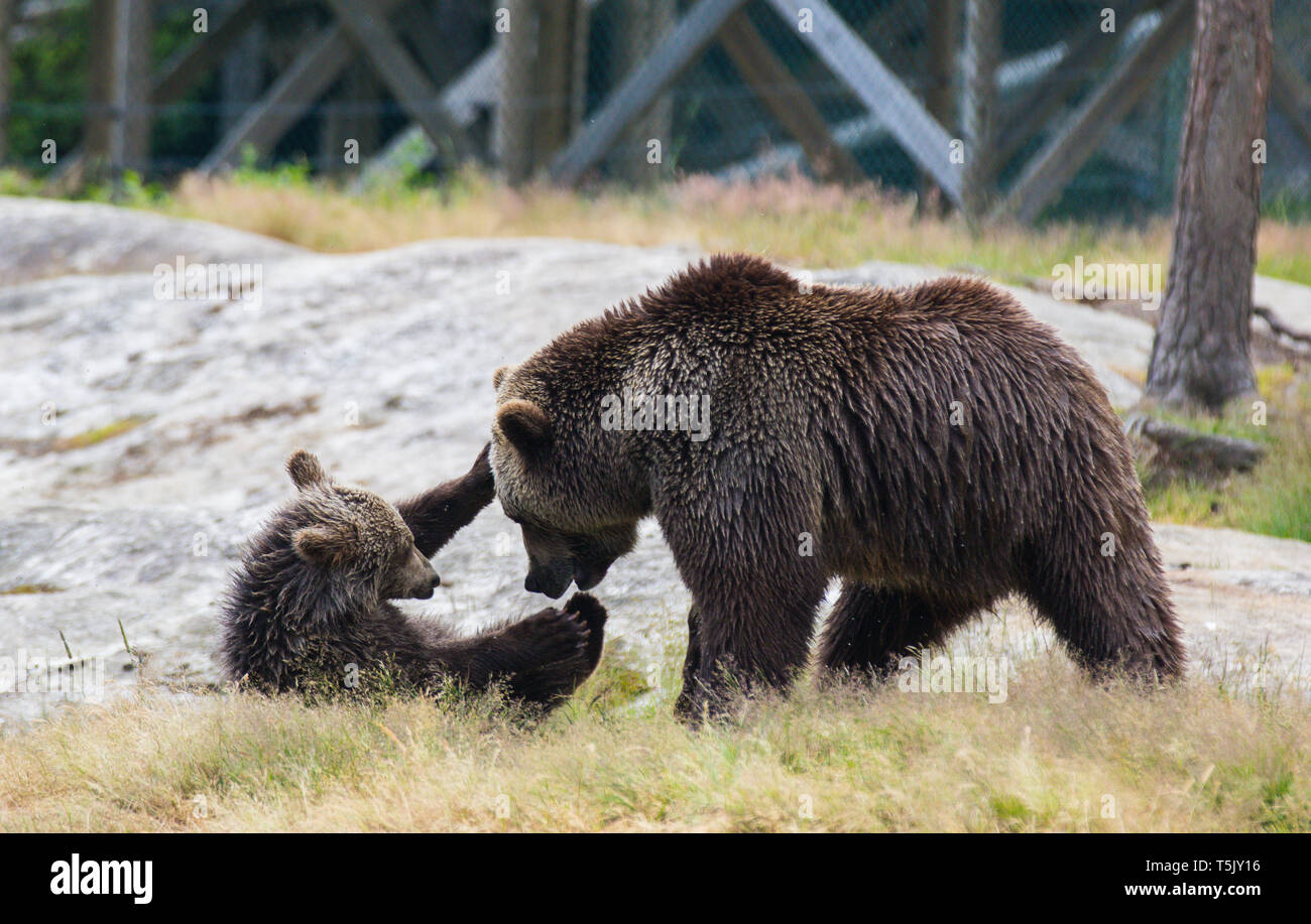 Cute family of brown bear mother bear and its baby cub playing in the ...