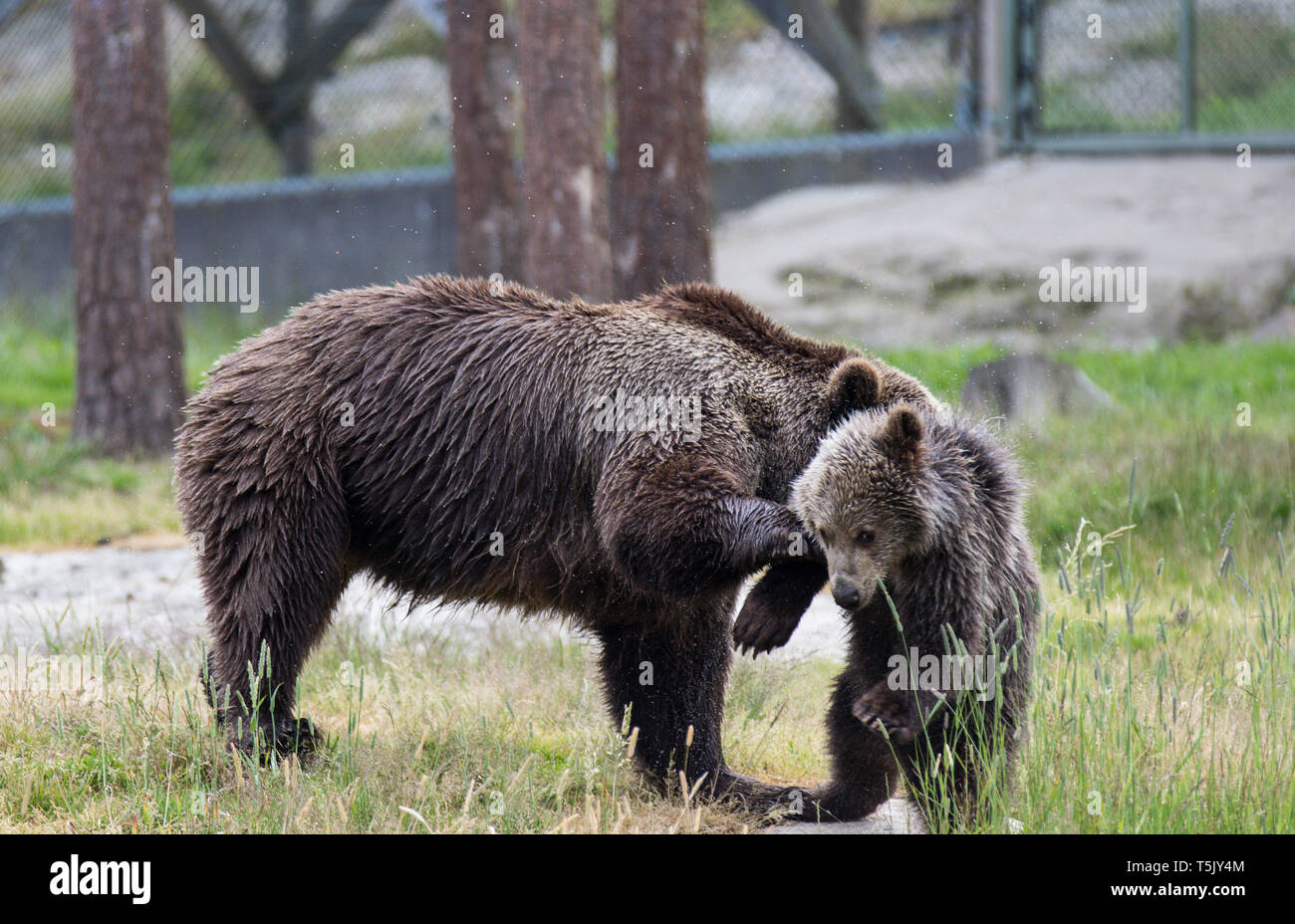 Cute family of brown bear mother bear and its baby cub playing in the ...