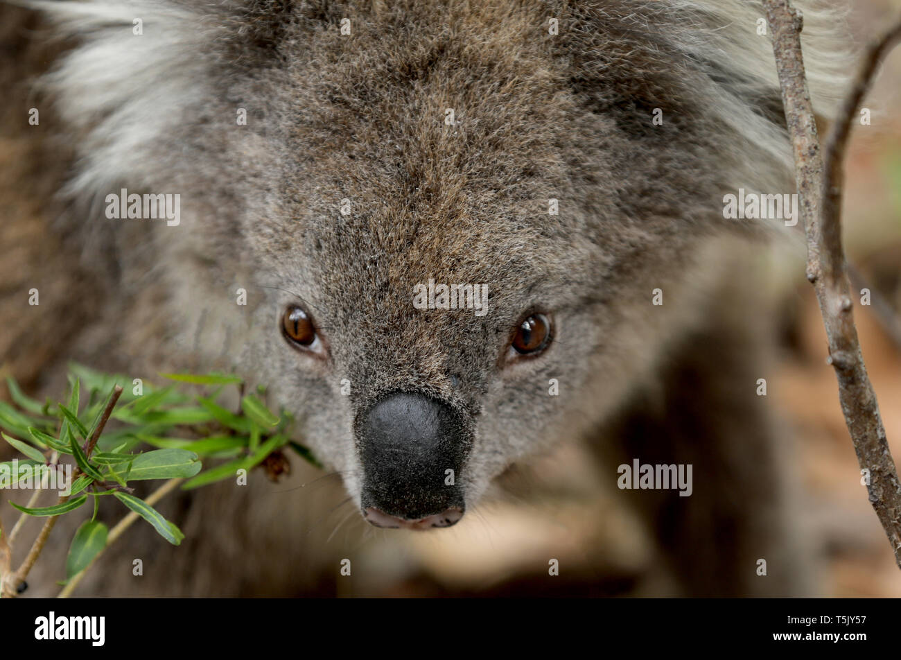 Koala Bear High Resolution Stock Photography And Images Alamy Koala Bear High Resolution Stock Photography And Images Alamy