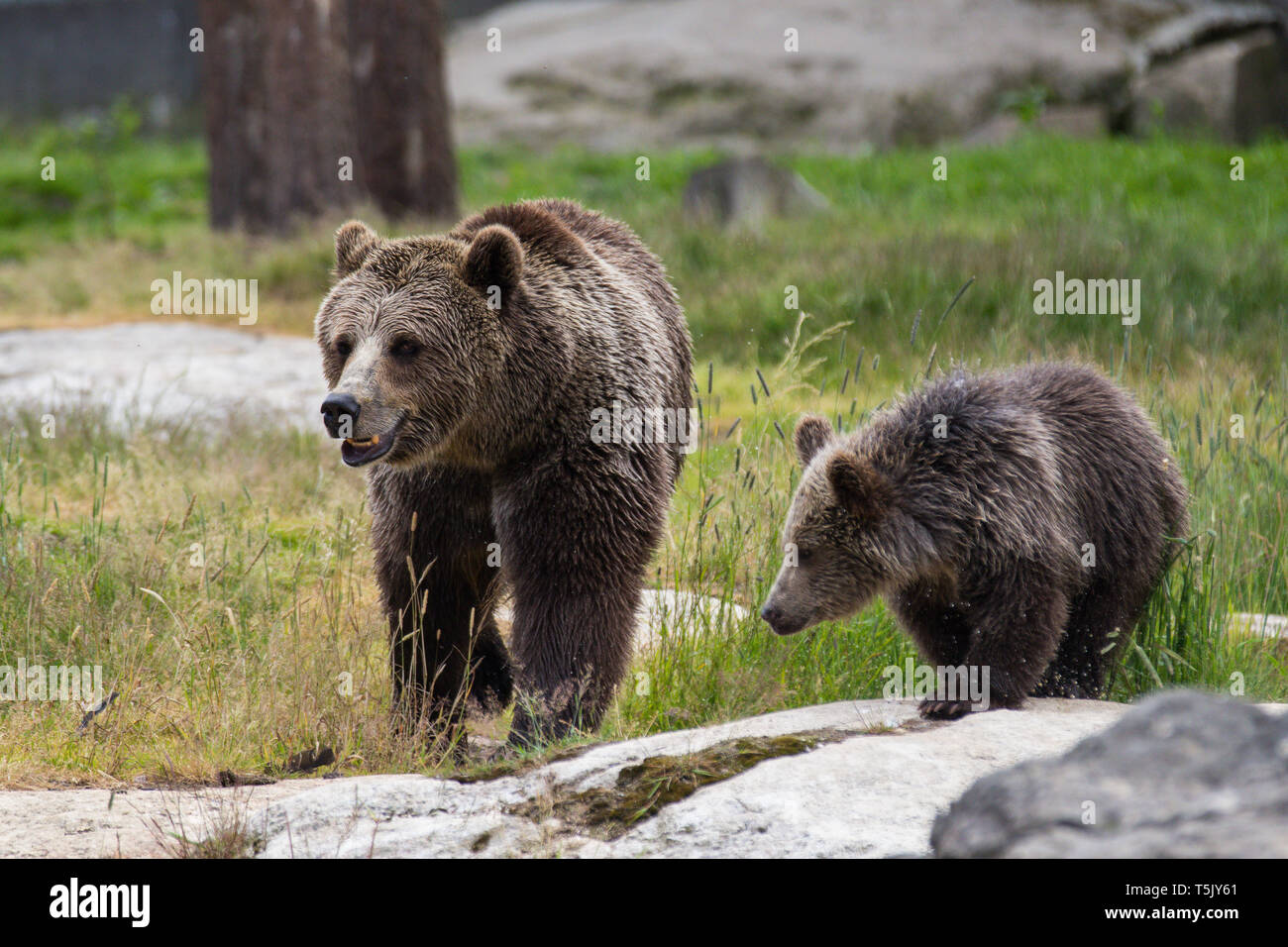 Cute family of brown bear mother bear and its baby cub playing in the ...