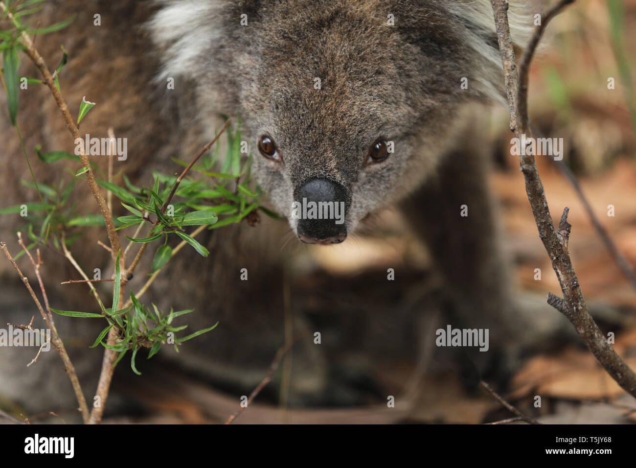 Wild Koala in Australia Stock Photo Alamy