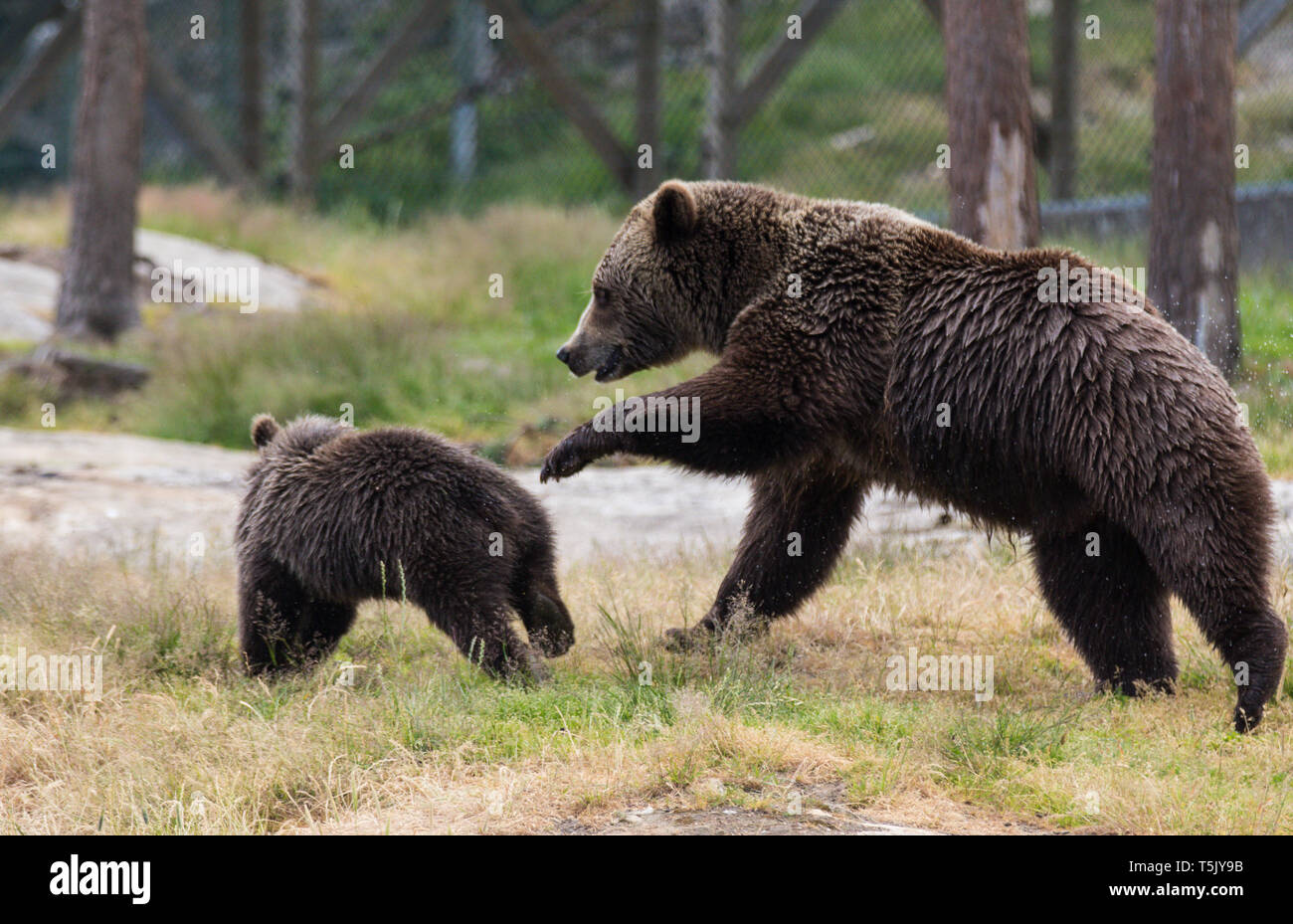 Cute family of brown bear mother bear and its baby cub playing in the ...