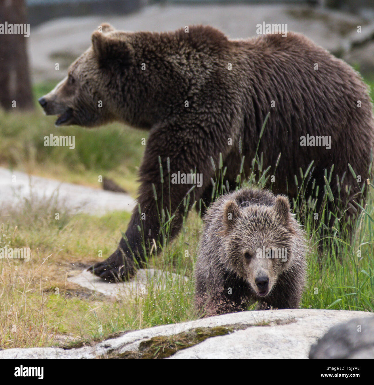 Cute family of brown bear mother bear and its baby cub playing in the ...