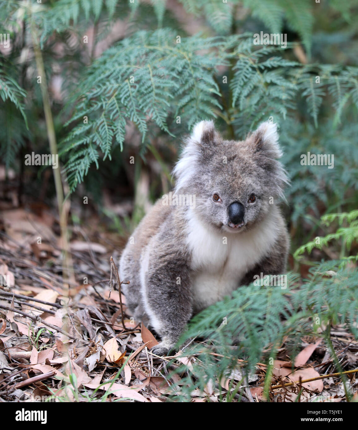 Wild Koala in Australia Stock Photo Alamy