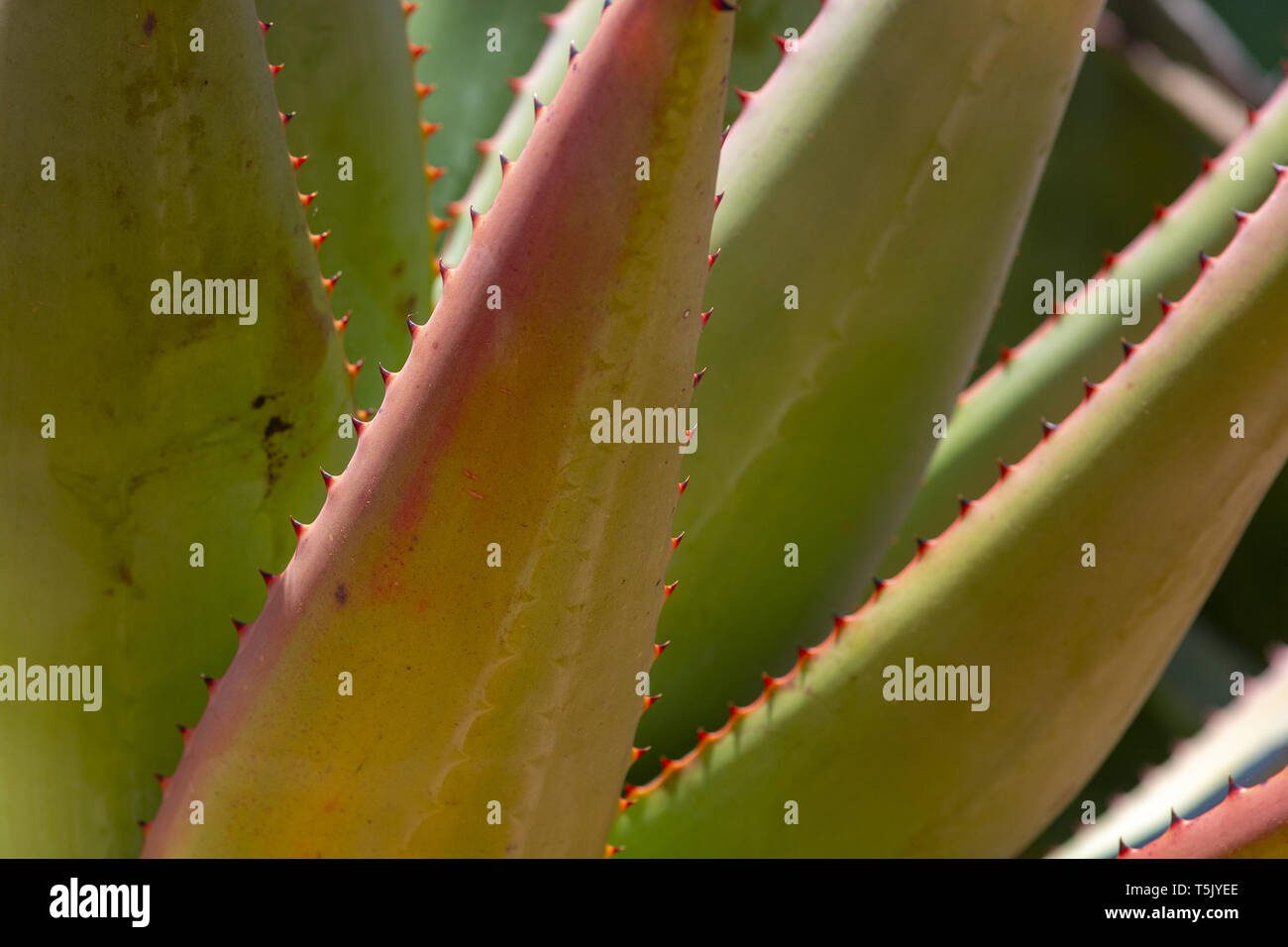 Succulent agave and aloe vera plants closeup macro Stock Photo