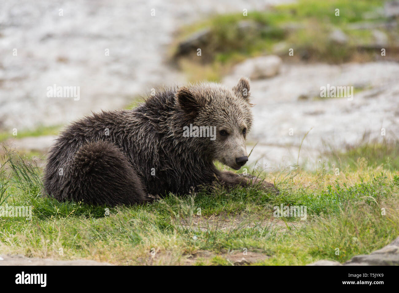 Closeup portrait of cub brown bear sitting without mother. Ursus arctos ...