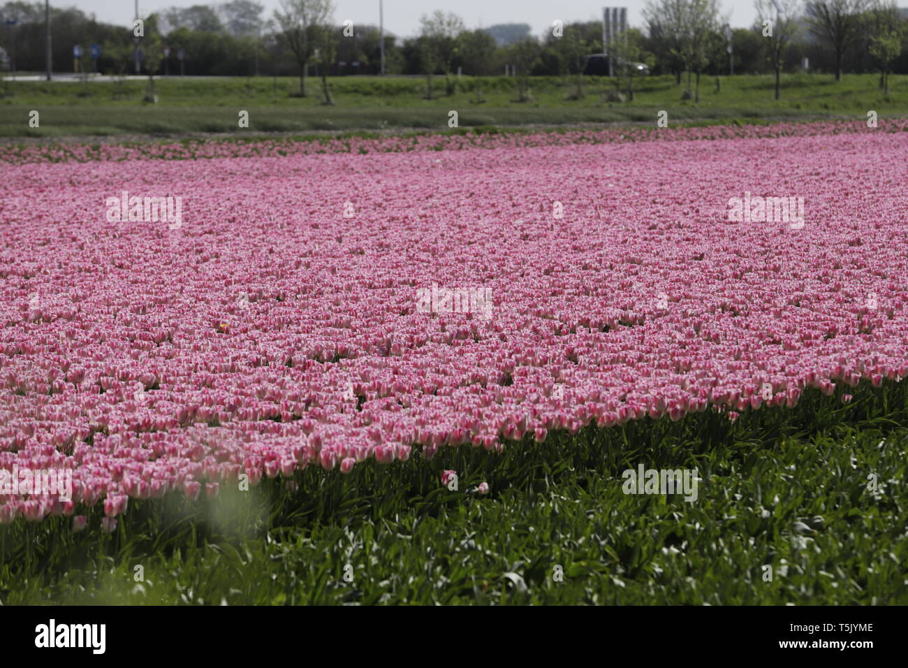 Colorful tulip fields in North Holland, the Netherlands Stock Photo - Alamy