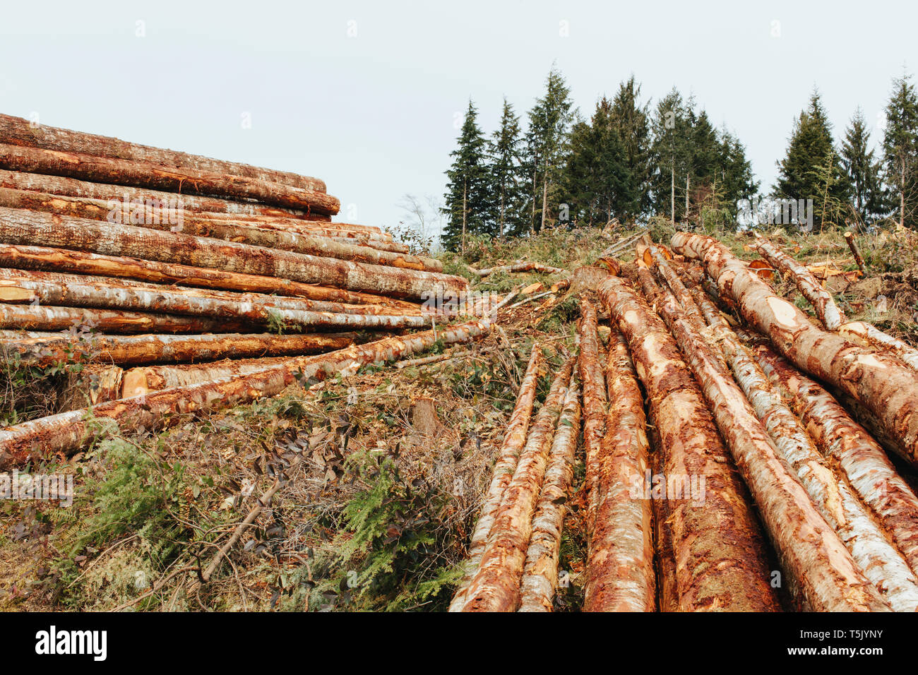 Stacked logs from clearcutting in the Pacific Northwest, Washington Stock  Photo - Alamy