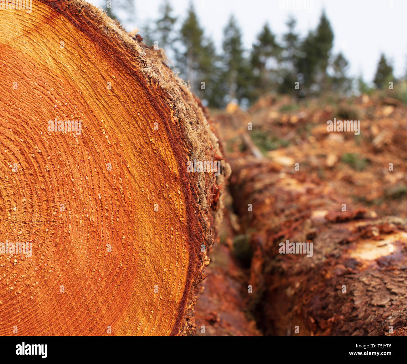 Sawn ends of timber logs, cut wood, with wood grain pattern. Stock Photo