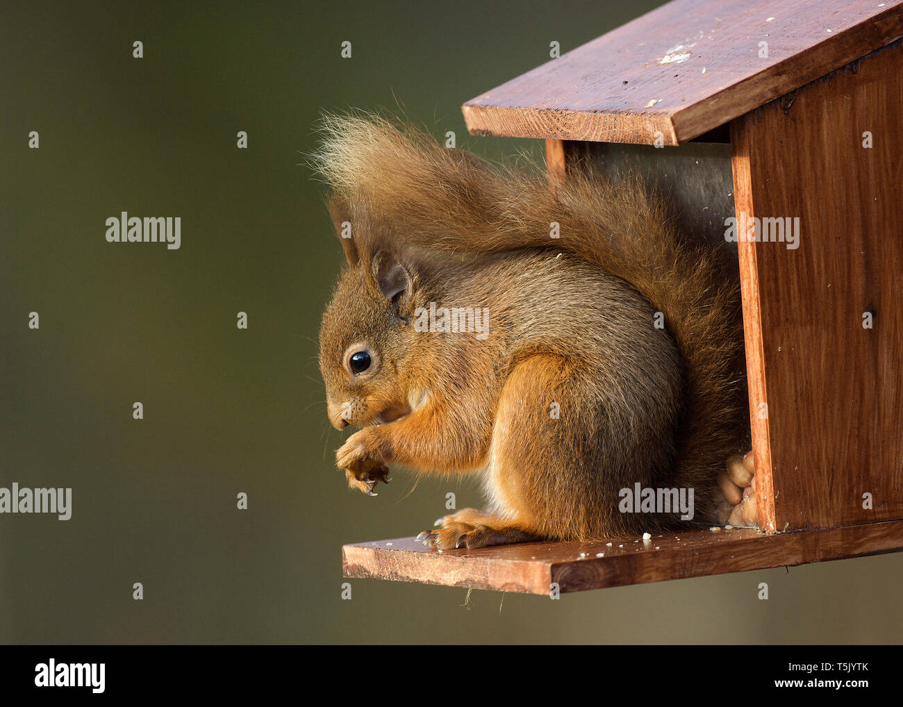 Scottish Red Squirrel In Winter Feeding At Squirrel Feeder In A