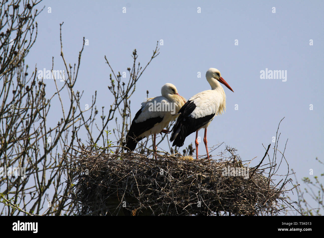 Two storks in a nest on a tree Stock Photo - Alamy