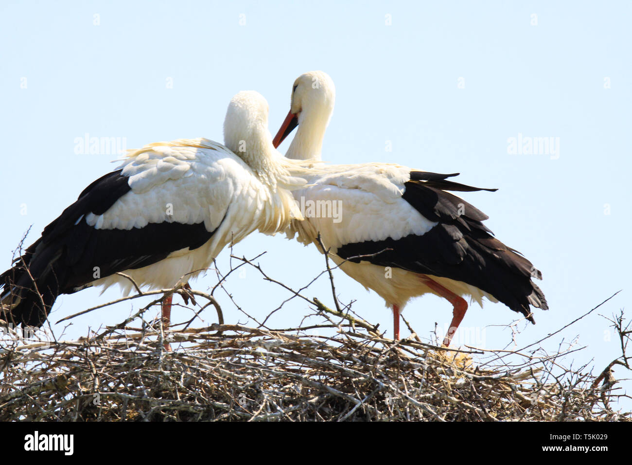 Two storks in the nest hi-res stock photography and images - Alamy