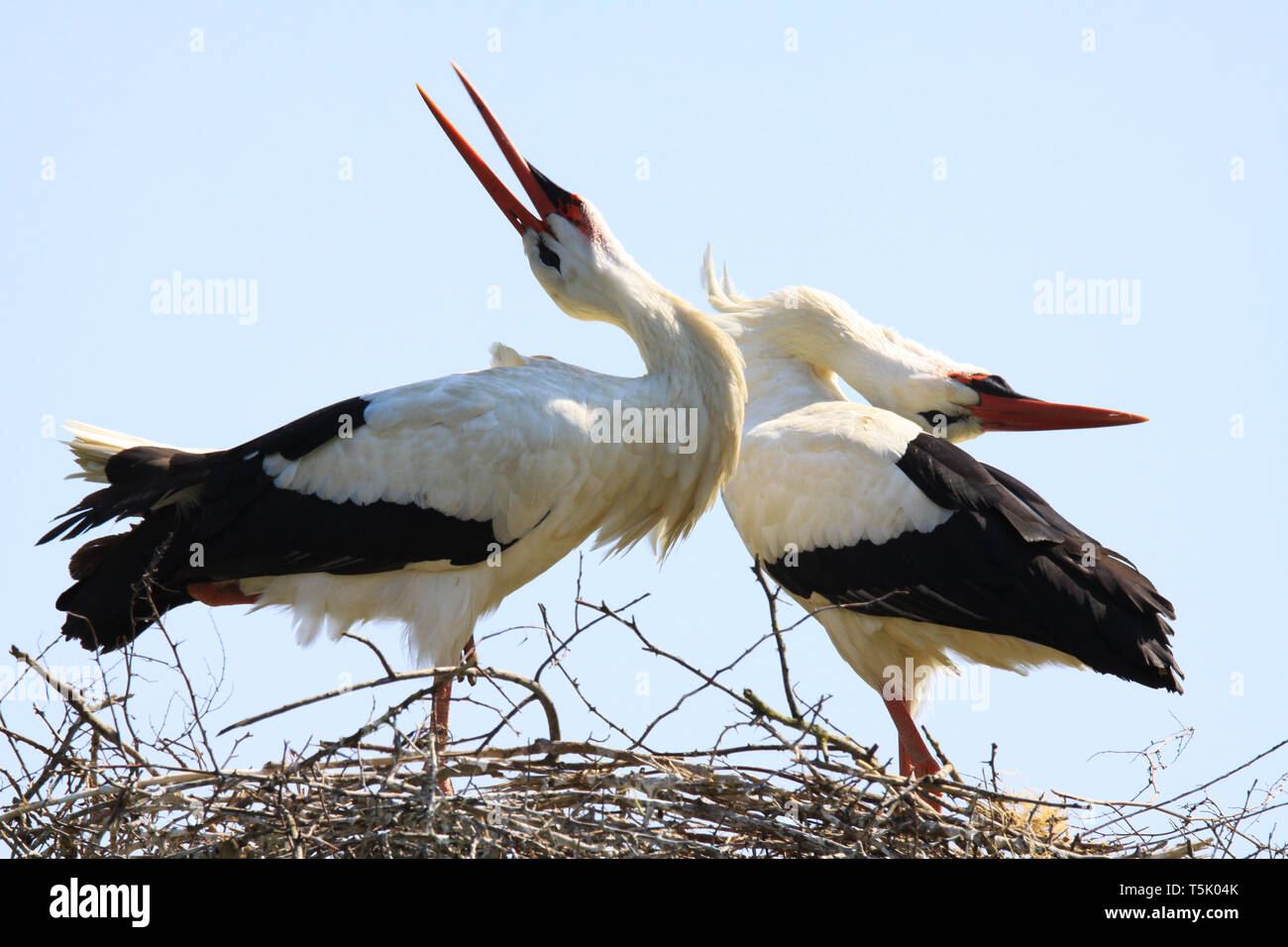 Clapping the wings hi-res stock photography and images - Alamy