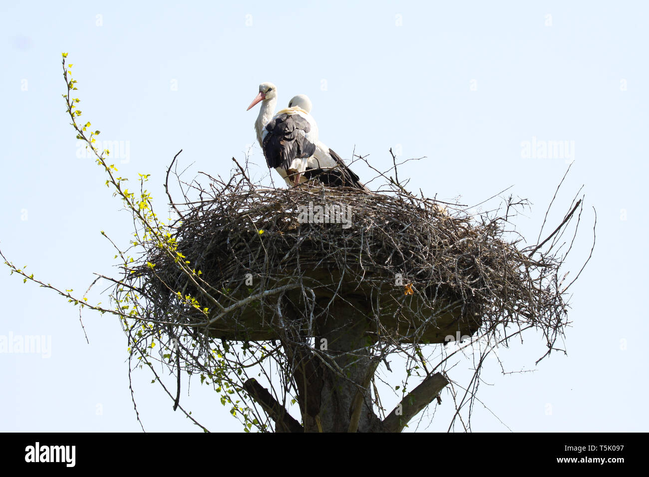 Two storks in the nest hi-res stock photography and images - Alamy