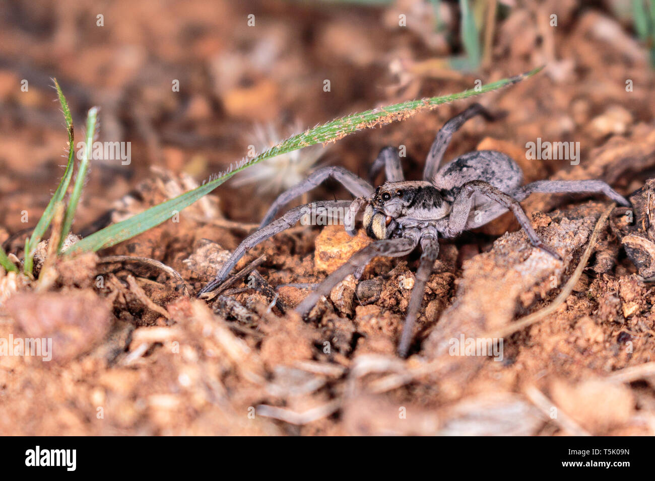 A Tasmanicosa Wolf Spider hunting for food on Red Hill Nature Reserve, Canberra, Australia in April 2019 Stock Photo