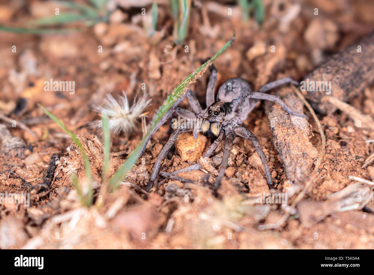 A Tasmanicosa Wolf Spider hunting for food on Red Hill Nature Reserve, Canberra, Australia in April 2019 Stock Photo