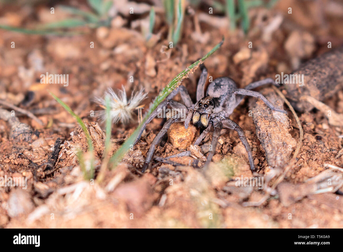 A Tasmanicosa Wolf Spider hunting for food on Red Hill Nature Reserve, Canberra, Australia in April 2019 Stock Photo