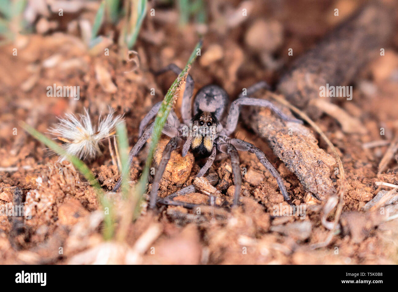 A Tasmanicosa Wolf Spider hunting for food on Red Hill Nature Reserve, Canberra, Australia in April 2019 Stock Photo