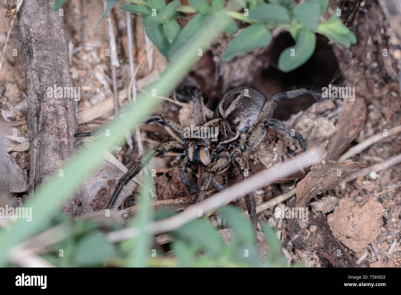 A Tasmanicosa Wolf Spider in its hole on Red Hill Nature Reserve, Canberra, Australia in April 2019 Stock Photo